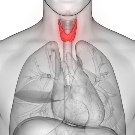 Les perturbateurs endocriniens