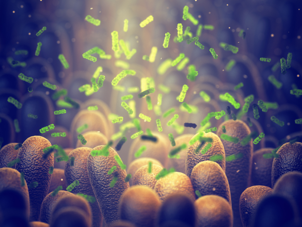Le microbiote intestinal